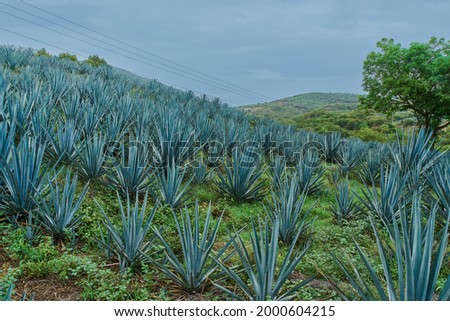 Plantation of blue agave in the field to make tequila                  