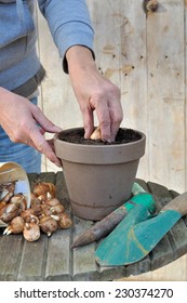 Plantation By A Woman Narcissus Bulbs In A Pot