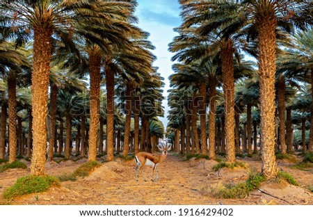Plantation of date palms for actually healthy food production. Dates production is rapidly developing agriculture industry in desert areas of the Middle East
