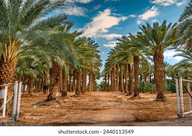 Plantation of date palms for healthy food production. Date palm is iconic ancient plant and famous food crop in the Middle East and North Africa, it has been cultivated for 5000 years - Powered by Shutterstock