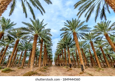 Plantation of date palms. Image depicts healthy food agriculture industry in desert areas of the Middle East