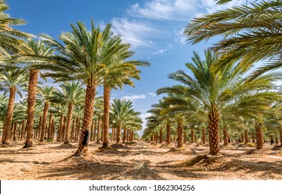 Plantation of date palms intended for healthy food production. Dates production is a rapidly developing agriculture industry in desert areas of the Middle East - Powered by Shutterstock