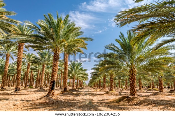 Plantation of date palms\
intended for healthy food production. Dates production is a rapidly\
developing agriculture industry in desert areas of the Middle\
East