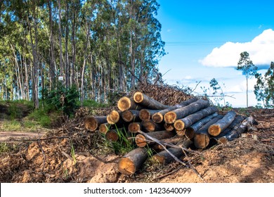 402 Eucalyptus Tree Slice Images, Stock Photos & Vectors 