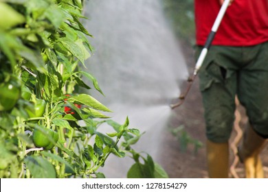 Plantation Fumigation, Peppers Plants - Imagen