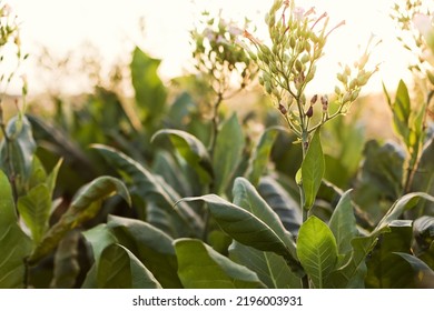 Plantation Of Green Tobacco Leaf Close Up At Sunset Light