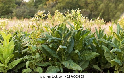 Plantation Of Green Tobacco Leaf Close Up At Sunset Light