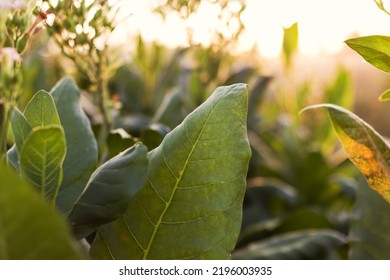 Plantation Of Green Tobacco Leaf Close Up At Sunset Light