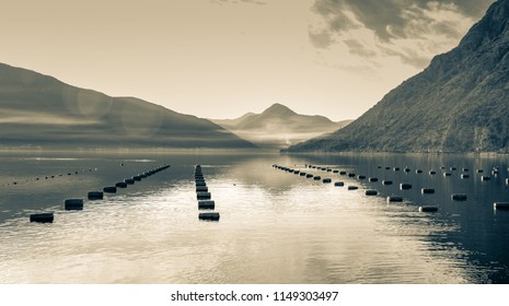 Plantation for growing shells, mussels and oyster in the sea