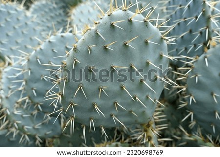 Plantation of large prickly cacti,Cactaceae, growing on the seashore under the bright warm sun.these perennial plants have adapted to the storage of water and its economical use.