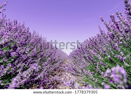 Similar – Lavender I Environment