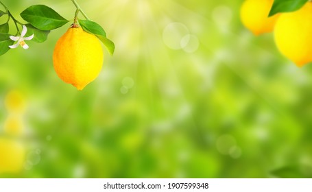 Plantation with lemon trees and blurry background - Powered by Shutterstock