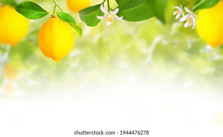 Plantation with lemon trees and blurry background	 - Powered by Shutterstock