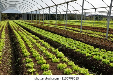 plantation of lettuce
