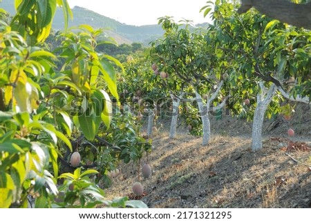Plantation of mango fruit trees with trees full of mango fruit