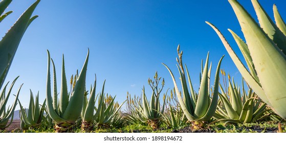 Plantation of medicinal aloe vera plant in the Canary Islands. Aloe Vera in farm garden  in desert Furteventura