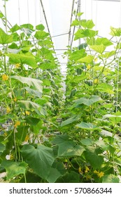 Plantation of melon in greenhouse.