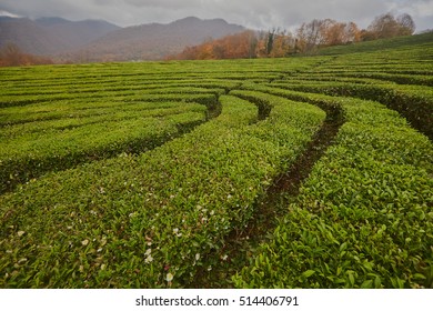 Plantation, the most Northern tea. Tea plantation in late autumn near the coast on the mountain slopes of the North Caucasus.