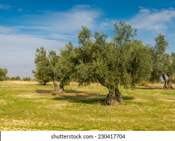 Plantation of old olives trees in Toledo, Spain.  - Shutterstock ID 230417704