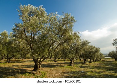 Plantation Of Olive Trees.