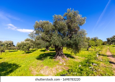 Plantation with olive trees in the region of Puglia, Italy - Shutterstock ID 1698783220