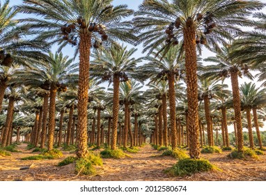 Plantation of palm trees and bunch of ripening dates fruits protected with plastic sacks against wild birds, desert agriculture industry in the Middle East