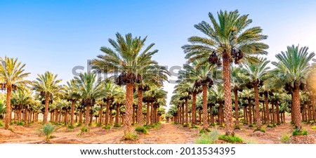 Plantation of palm trees and bunch of ripening dates fruits protected with plastic sacks against wild birds, desert agriculture industry in the Middle East