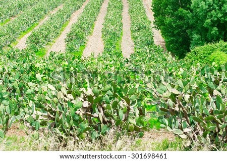 Similar – Image, Stock Photo prickly pears Fruit Nature