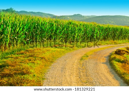 Similar – Image, Stock Photo maize field Landscape Sky