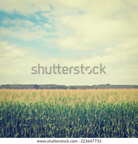 Similar – Image, Stock Photo maize field Landscape Sky