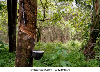 TTStock's Portfolio on Shutterstock