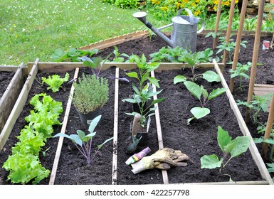 plantation of seedlings in a vegetable patch 