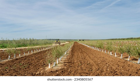 Plantation with small olive trees newly planted in rows. Next to it there is dirt road, rural in which there is tractor with farmer inside. It's summer day and sky is blue. Extremadura, Spain. - Powered by Shutterstock