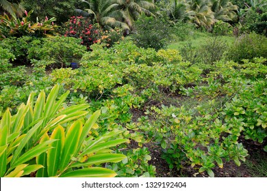 Plantation Of Tahitian Gardenia