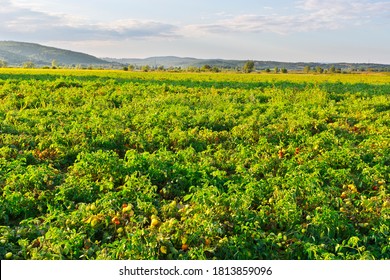 Plantation Of Tomatoes In Italy. Tomato Not Ready To Harvest In Tuscany. Young Green Tomato In Organic Farm