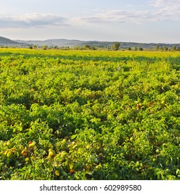 Plantation Of Tomatoes In Italy. Tomato Not Ready To Harvest In Tuscany. Young Green Tomato In Organic Farm