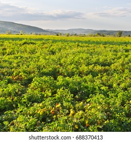 Plantation Of Tomatoes In Italy. Tomato Not Ready To Harvest In Tuscany. Young Green Tomato In Organic Farm