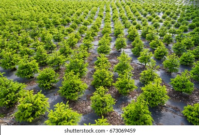 Plantation trees