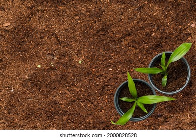 Plantation - Two Potted Plants
