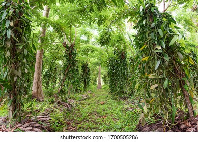 Plantation of vanilla trees at the tropics.