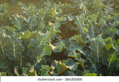 Plantation of Wild cabbage (Brassica oleracea) at sunset - Shutterstock ID 1861835005