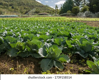 Plantation wild cabbage leaves on Venezuela. - Shutterstock ID 1739158514