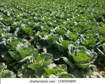Plantation wild cabbage leaves on Venezuela. - Shutterstock ID 1740594890