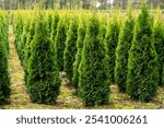 A plantation of young conifer trees