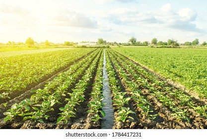 Plantation of young eggplant seedlings is watered through irrigation canals. European farm, farming. Caring for plants, growing food. Agronomy. Agriculture and agribusiness. Rural countryside - Shutterstock ID 1784417231