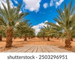 Plantations of date palms for industrial healthy food production. Date palm is iconic ancient plant and famous food crop in the Middle East and North Africa, it has been cultivated for 5000 years