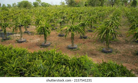 Plantations Tropical Dragon Fruit Pitahaya Dominican Stock Photo 