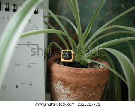 plante, green, blackcat, leaf, smallpot