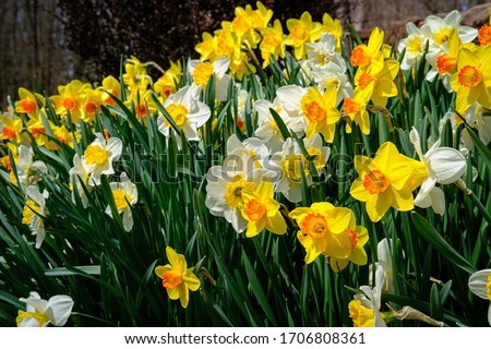 Planted in the fall, these daffodils are blooming in early spring. They are white and yellow in color