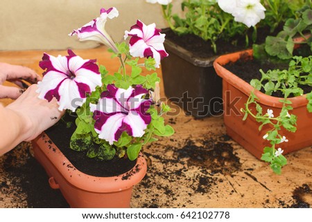 Planted flowers Bacopa and petunias in a permanent pot. A woman's hand.